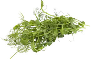 Erwten cress 50gr